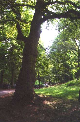 Buchen1.jpg, 33228 bytes, 20.11.00