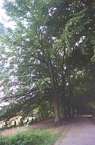 Buchen2.jpg, 45222 bytes, 20.11.00