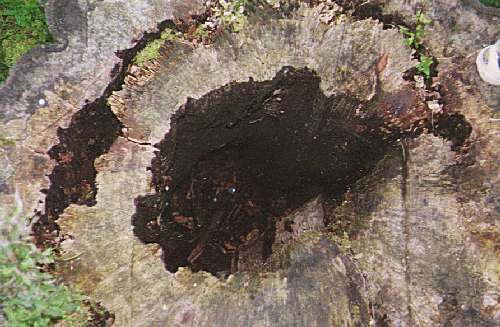 Buchen7.jpg, 35928 bytes, 20.11.00